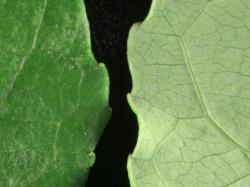 Salix appenina. Leaf margins.
 Image: D. Glenny © Landcare Research 2020 CC BY 4.0
